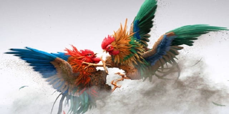 Thuốc Đá Gà Bịp Và Những Thứ Anh Em Cần Lưu Ý Khi Sử Dụng 1 Tác hại khi sử dụng thuốc bịp sai cách